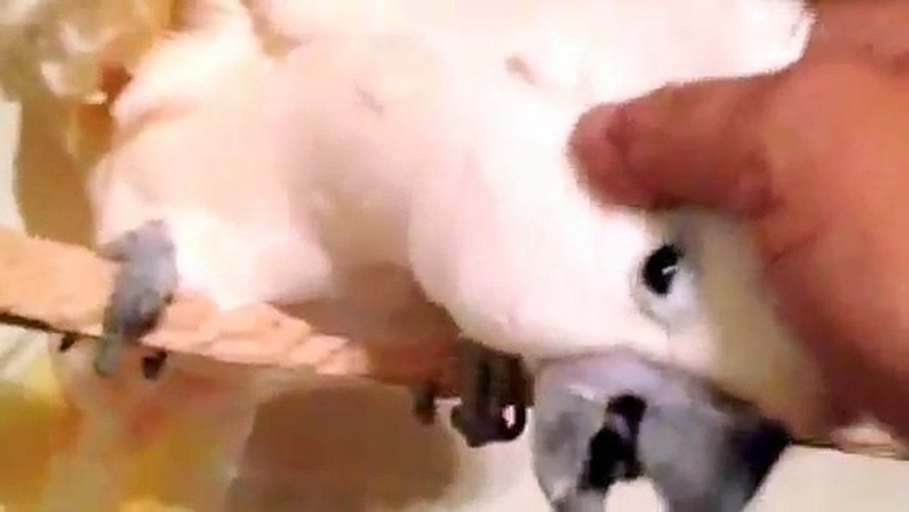 Constipation Relief, Symptoms Love Birds Feathered Friends Picking Parrots