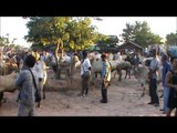 Thailand Cattle Auction, Cows and Buffalo