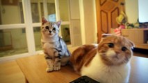 [스코티쉬폴드Scottish  fold] Suri&Noel cat story EP17