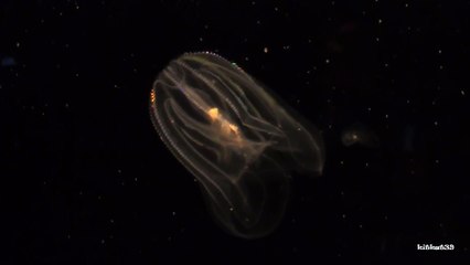 Comb Jellyfish ( Phylum Ctenophora ) A rainbow of colors