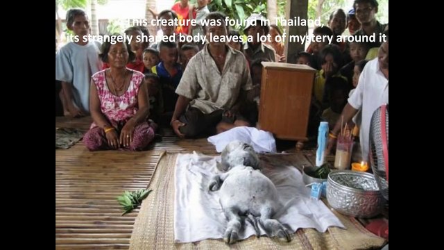 IS IT ALIEN, MONKEY OR HUMAN? Weird, scary and strange creatures caught on camera.