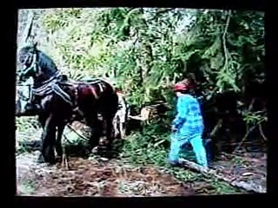 Horse Logging-Percherons