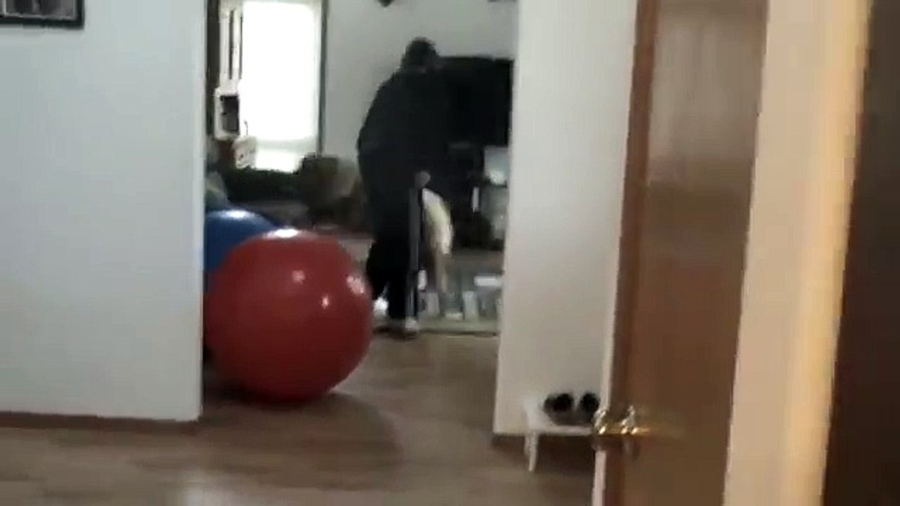 Chow Dog Gone Mad!