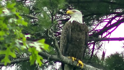 Bald Eagle Nesting & Young - American Bald Eagle