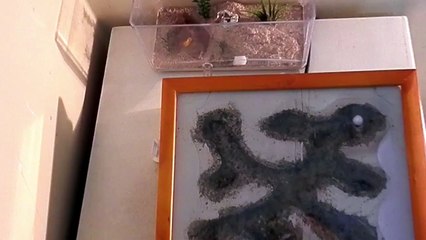 Iridomyrmex sp. Ant Colony - Habitat Nest (2)