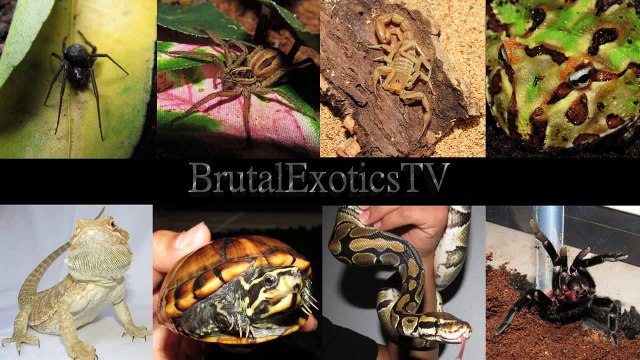 (unboxing 3 new exotics!) + tarantula rehousing and python feeding