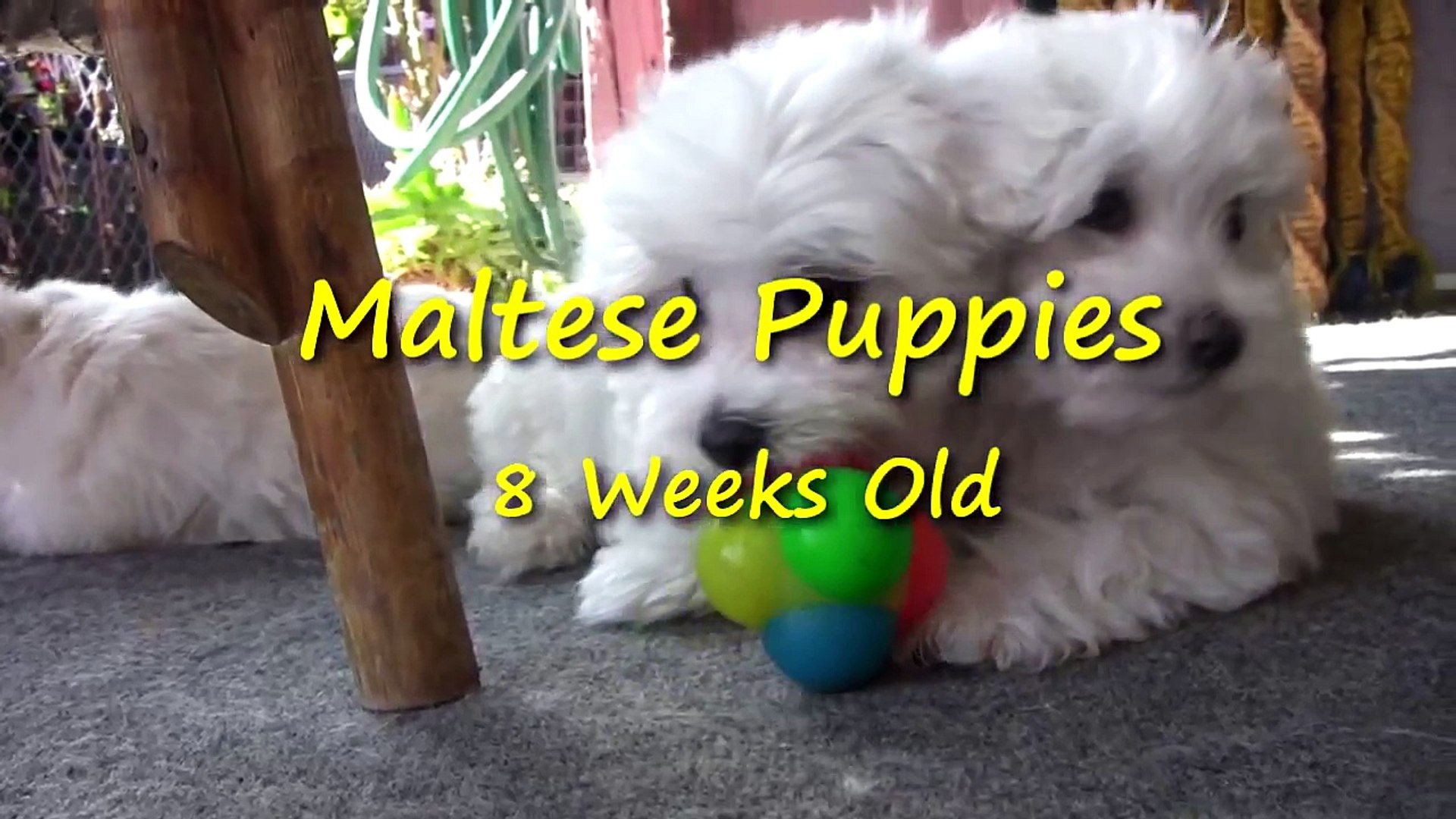 3 week old maltese puppies