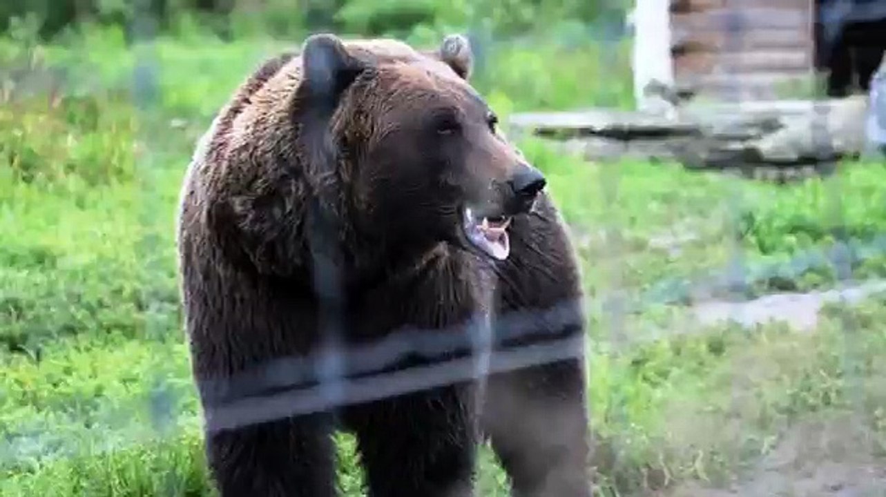 MEET ALASKA'S WILDLIFE (sa1)