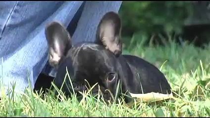 French Bull Dog Puppy, Champagne Breakfast in Bed...Beignet,