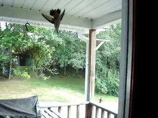 Hummingbird Caught In Spider Web