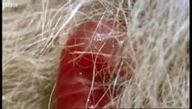 Newborn Baby Grey Kangaroo - Attenborough - Life of Mammals - BBC