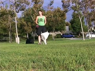 Amazing Funny Dog Tricks