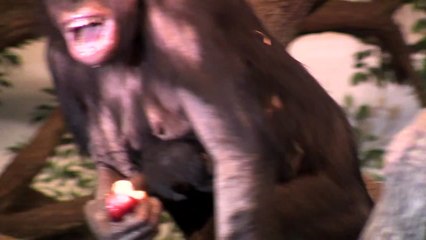 Baby Bonobo First Video-Cincinnati Zoo
