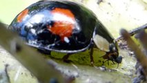 Harlequin ladybird -  Devouring aphids -  Maríuhæna - Asíubjalla - Blaðlýs - Skordýr
