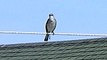 OBX Mocking Bird imitates all kinds of birds including sea gulls........