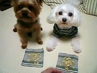 Speed-Eating Contest [Yorkie v.s. Maltese]