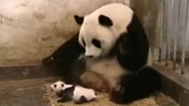 El estornudo del panda más viral de la historia