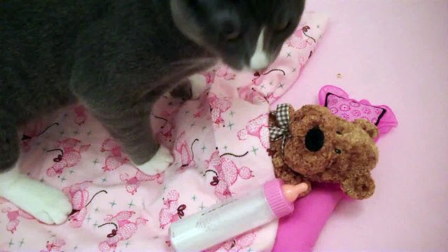 Cute Kitty Gives Teddy Bear a Bath