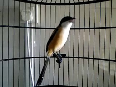 Long Tailed Shrike - Lanius Schach.mp4