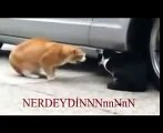 Komik Videolar Sevgilisine kızan kedi türkçe alt yazılı =