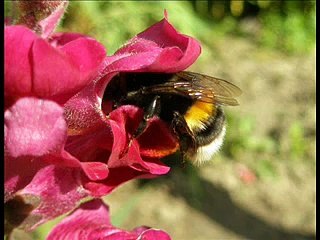 Insekten - Falter - Spinnen