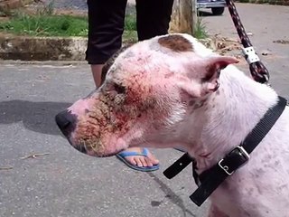 Pit Bull Mamute -  exemplo de esperança - ESCREVAM CONTRA O PLS 300/2008