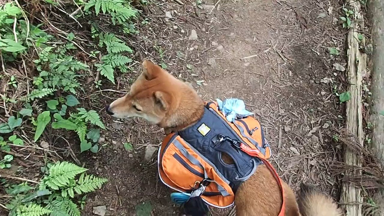 柴犬なつと登山
