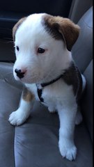 Ce petit toutou a une adorable crise de hoquet