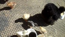 Silkie hens taking chicks outside for the second time