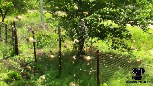 Бешеные пчёлы (пчёлы-убийцы)