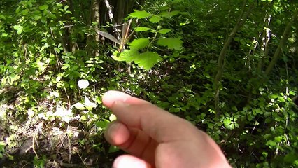 Une Libellule d'oré joue sur le doigt d'un homme