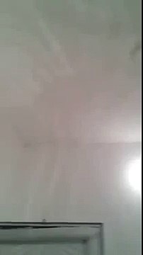 Бездомни кучета дойдоха на погребението на жена, която ги храни