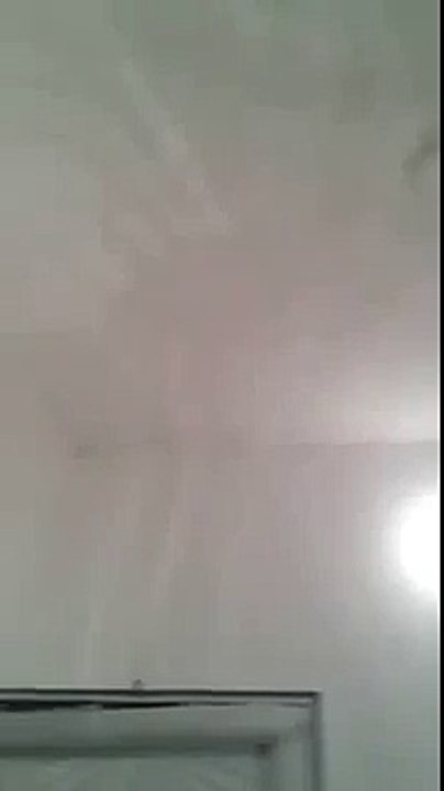 Бездомни кучета дойдоха на погребението на жена, която ги храни