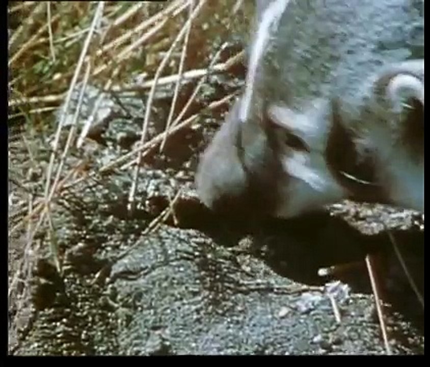 The American Badger