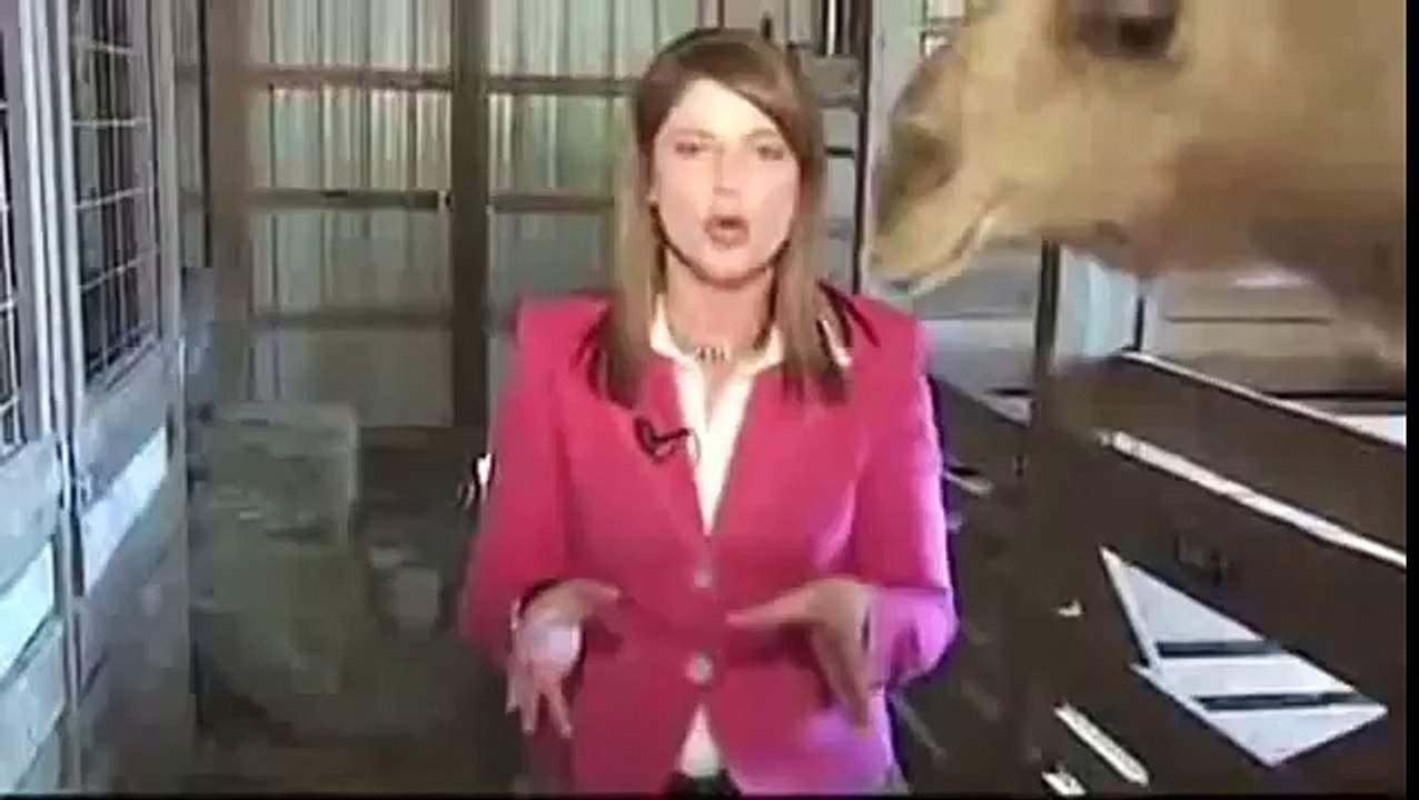Attaques des animaux TOP 10