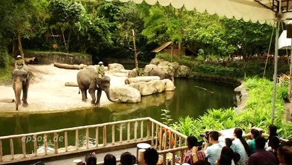 Funny Elephant Show in Singapore Zoo
