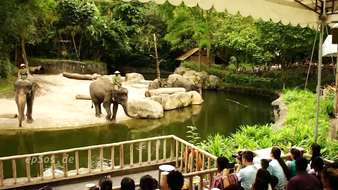 Funny Elephant Show in Singapore Zoo
