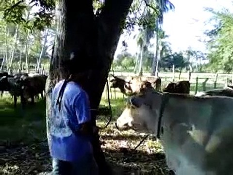Vacunando Las Vacas Ganado En Cuajinicuilapa Guerrero .3GP