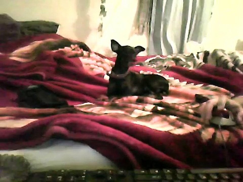 PERROS FAMOSOS