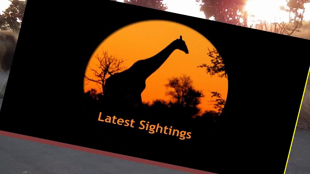 You Don't Mess With An Angry Lioness! - Latest Sightings