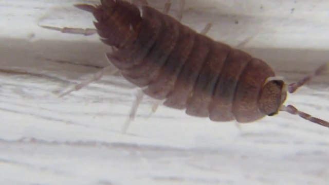 Monster Bug Wars- Bugs of Nightmares