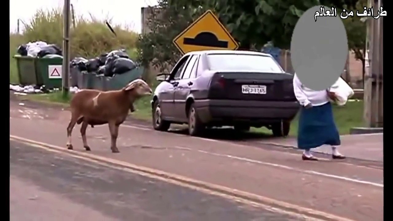 طرائف من العالم - كبش برازيلي معصب ونازل نطح بالعالم - حيوانات آخر زمن هههههههههه