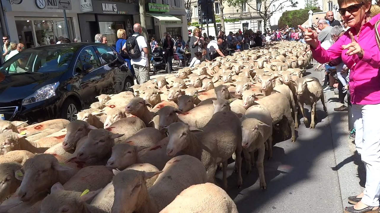 Transhumance Bis 2015 Salon de Provence