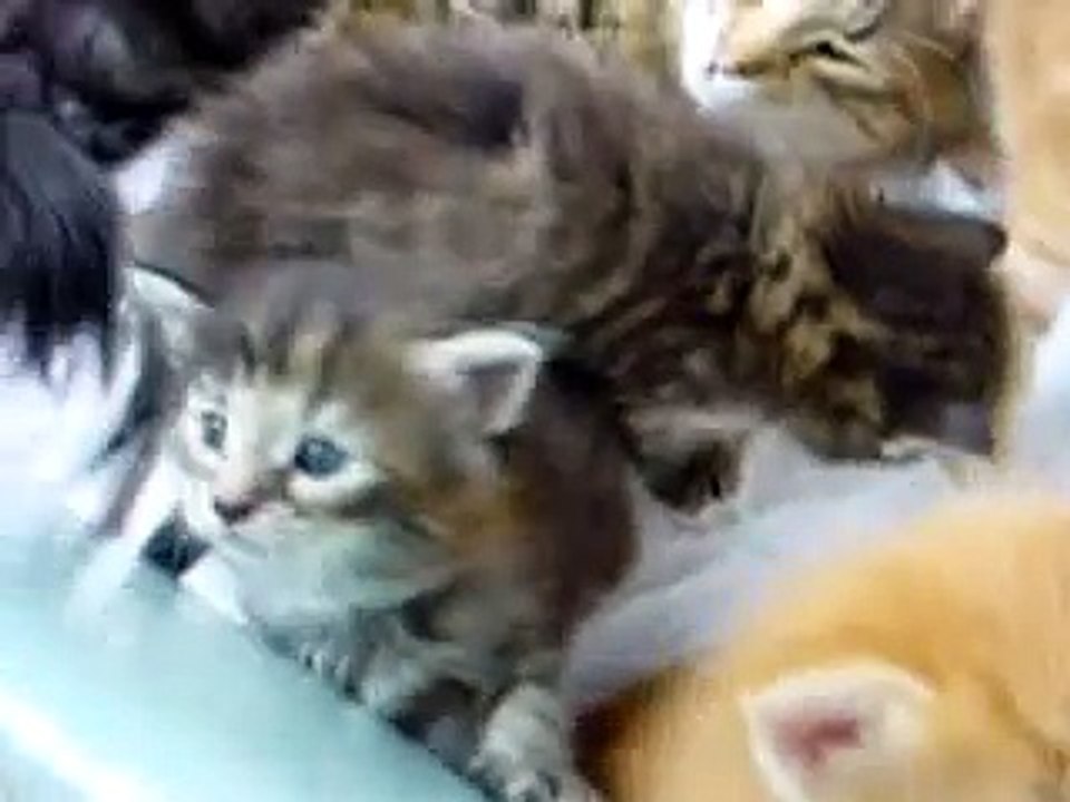 SIX CUTE KITTENS!!!
