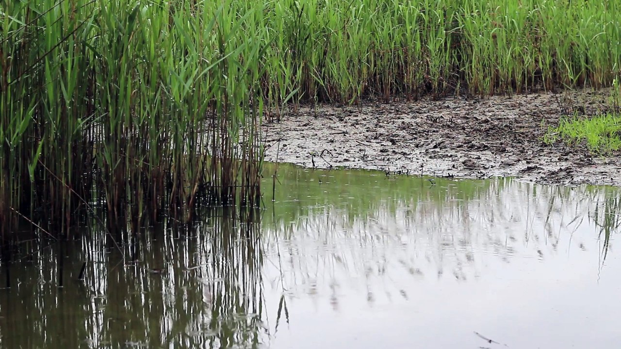 Rain falling in the swamp