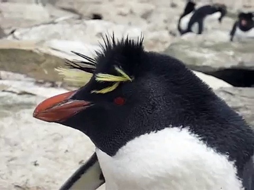 Rockhopper penguin