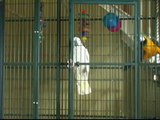 Jail Bird (Cockatoo opens locked cage from the inside)