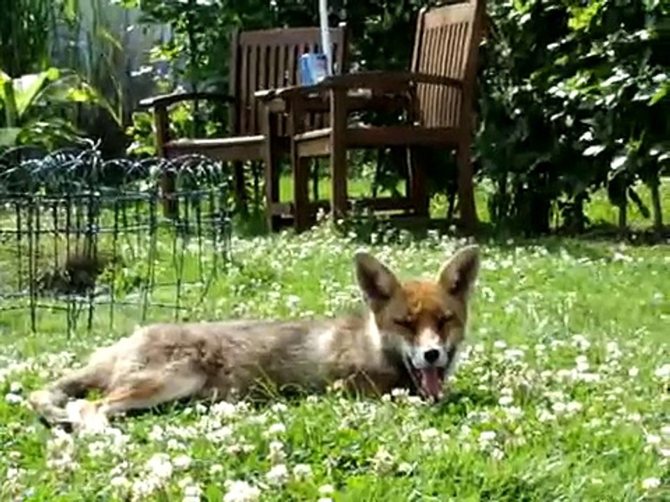 Friendly Fox