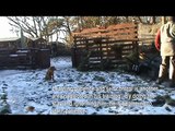 Cocker Spaniel Basic Dog Training