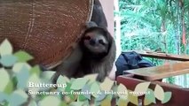 Sally Sloth - Author visits Sloth Sanctuary